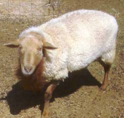 California Red Sheep ram - The Grateful Red