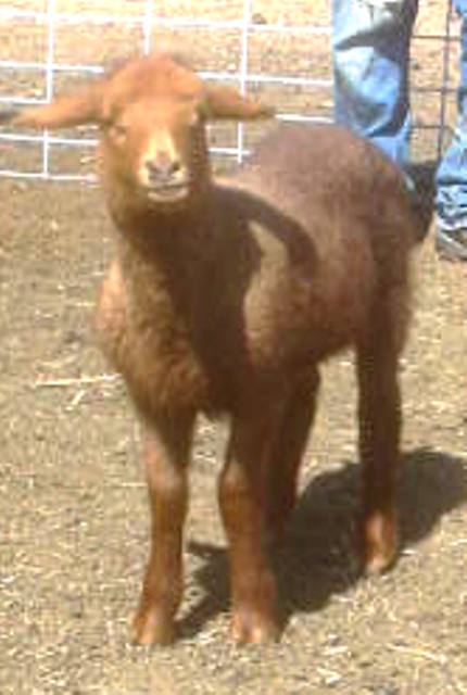 California Red Sheep ram - TuffEnuf2WearPink