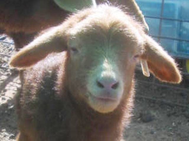 California Red Sheep ram lamb - W-Ice Man