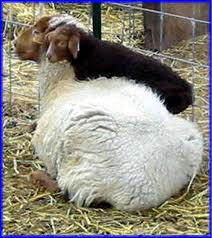 California Red Sheep Ewe-Willow with son, Thorn