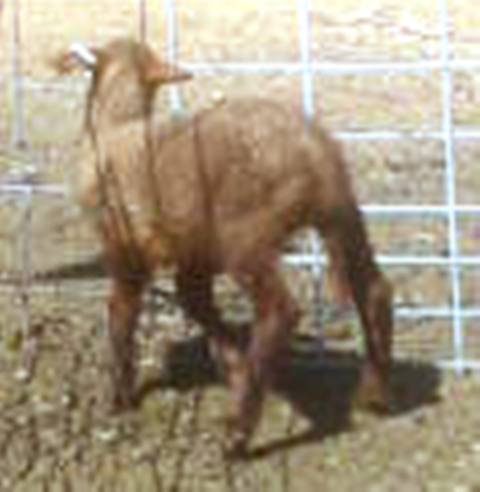 California Red Sheep ewe lamb - Woollionaire