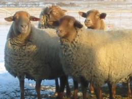 California Red Sheep ewes at Shear Perfection Ranch